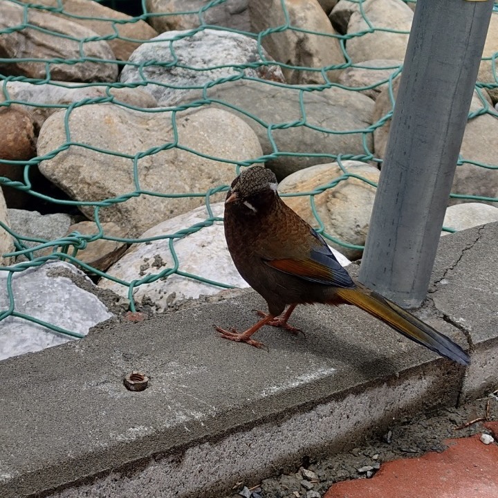 到處都是這種鳥