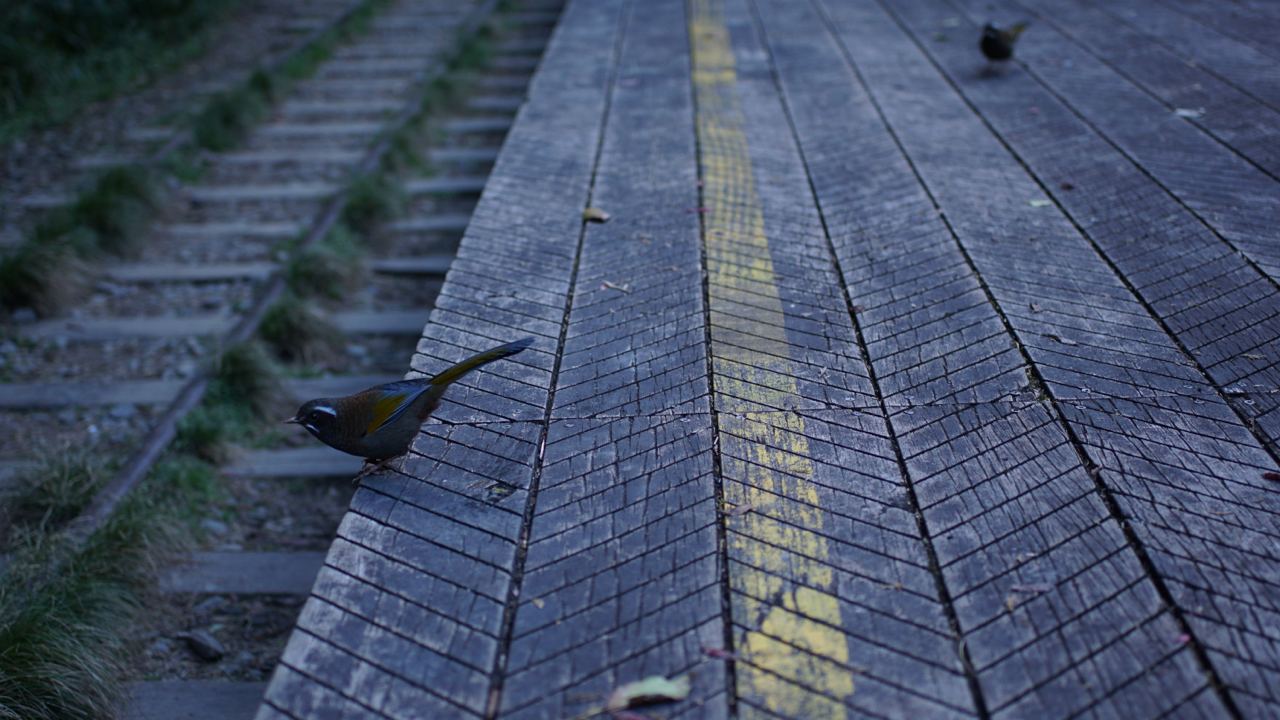 眠月線－老經驗的鳥